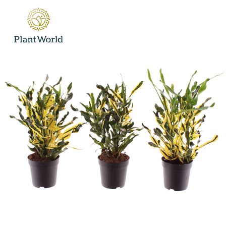 Codiaeum Pigtum Head (decorum)