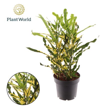 Croton Pigtail 3pp Head