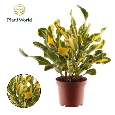Croton Yellow Mammi 3pp Head