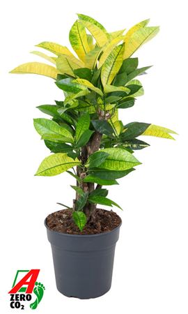 Codiaeum Brazilia Branched