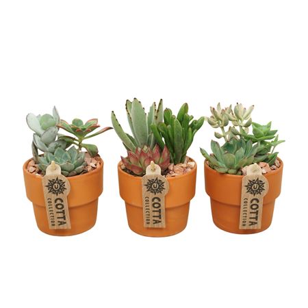 Succulent Mix Terracotta