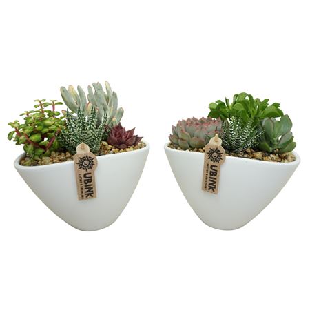 Succulent Arrangement White Oval