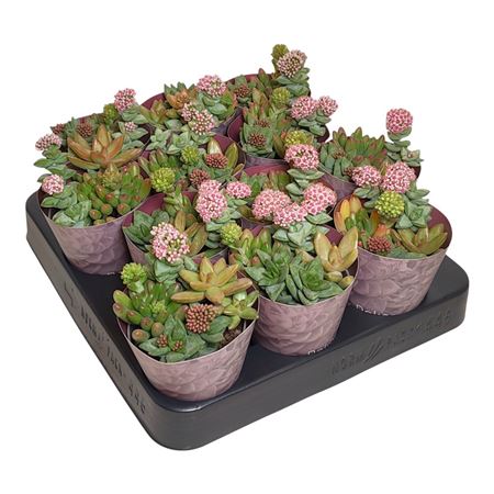 Succulents Mix Potcover