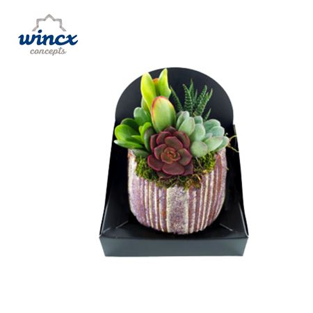 Concepts® - Pink Milo Succulents Wincx Concepts®