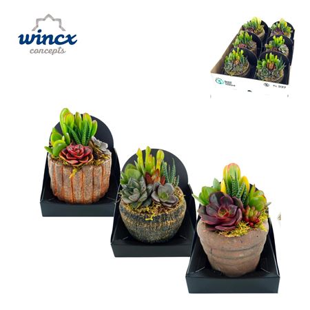 Concepts® - Rustique Mix Succulents Wincx Concepts