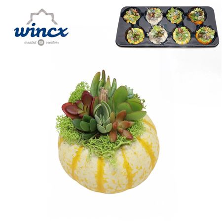 Wincx Pumpkin Mix (m)