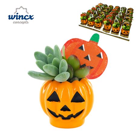 Concepts® - Pumpkin Scary (deluxe) Concepts®
