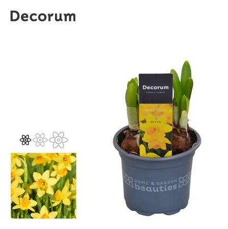 Narcissus Tete A Tete (decorum)