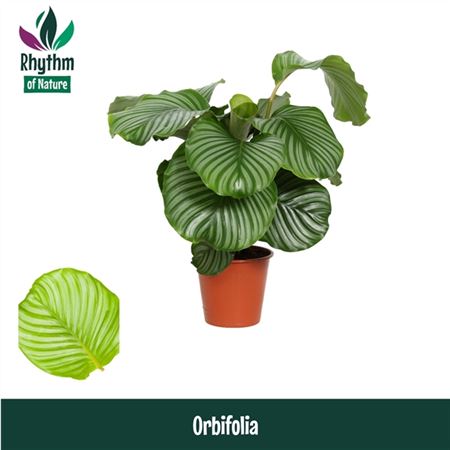 Calathea Orbifolia Rhythm Of Nature