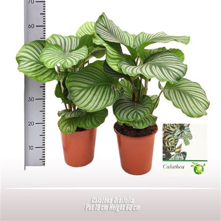 Calathea Orbifolia