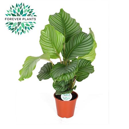 Calathea Orbifolia
