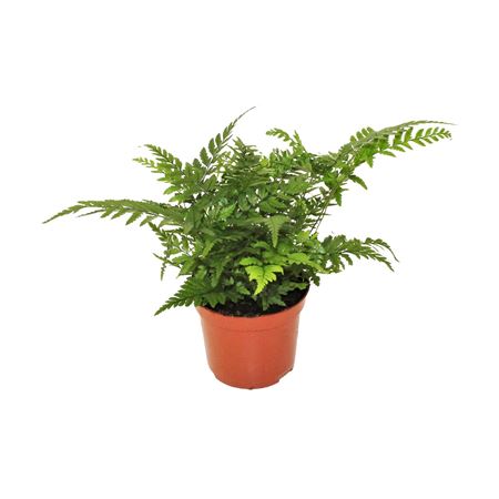 Athyrium Spicatum