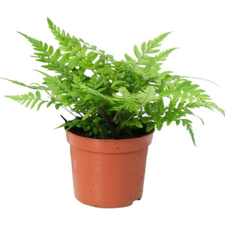 Athyrium Spicatum