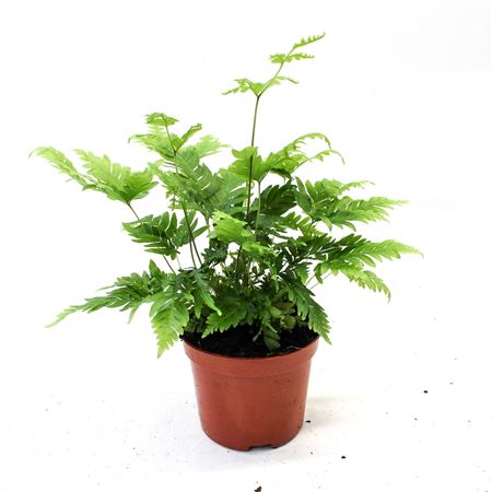 Pteris Fauriei