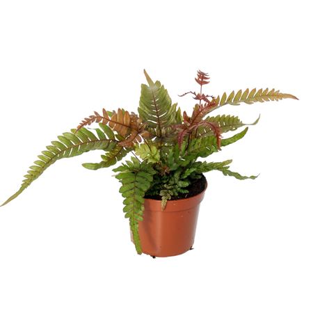 Pteris Quadriaurita Tricolor