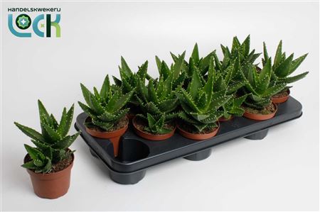 Aloe Mitriformis (perfoliata)