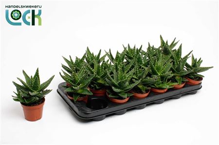 Aloe Mitriformis (perfoliata)