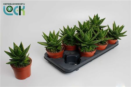 Aloe Mitriformis (perfoliata)