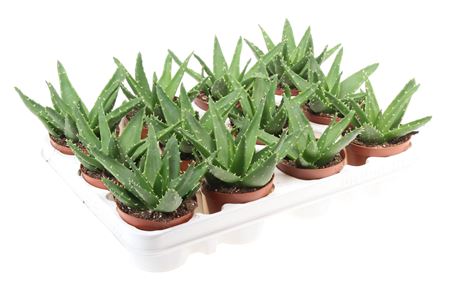 Aloe Perfoliata