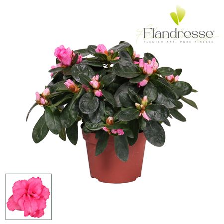 Azalea Flandresse Pink