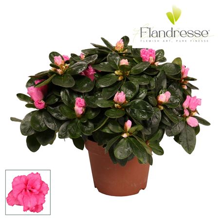 Azalea Flandresse Pink