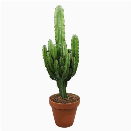 Euphorbia Eritrea