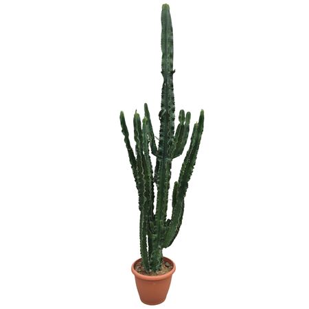Euphorbia Eritrea