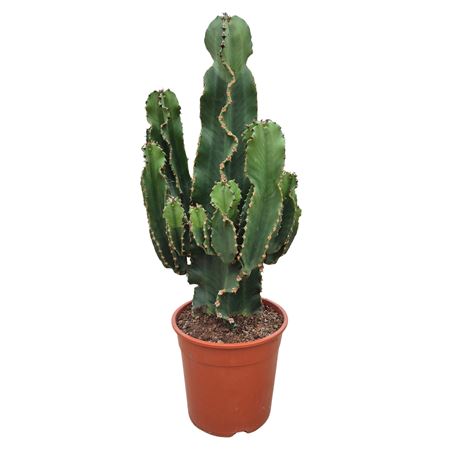 Euphorbia Eritrea 24 Cm