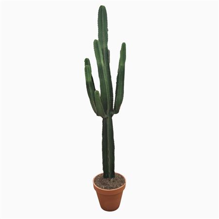 Euphorbia Eritrea 40 Cm