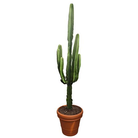 Euphorbia Eritrea 50 Cm