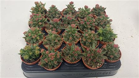 Crassula Schmithii