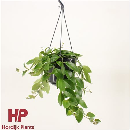 Aeschynanthus Mona Lisa Hanging Pot