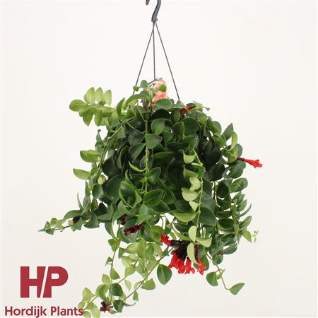 Aeschynanthus Mona Lisa Hanging Pot