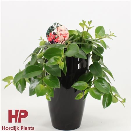 Aeschynanthus Mona Lisa Ceramic Black
