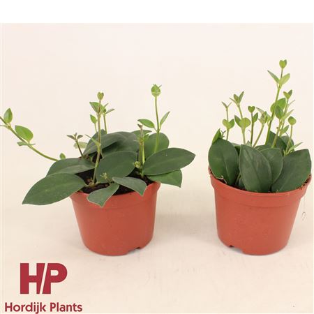 Aeschynanthus Mona Lisa