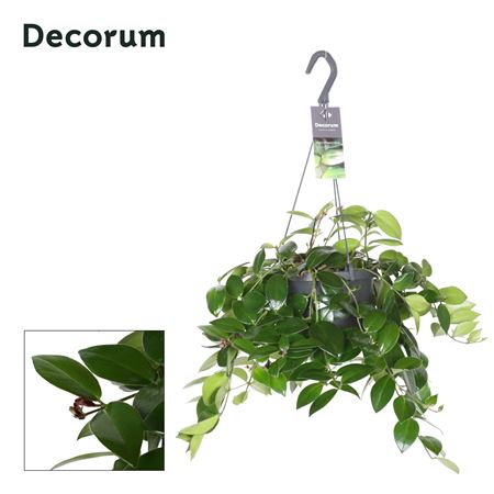 Aeschynanthus Mona Lisa (no Flowers)