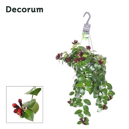 Aeschynanthus Mona Lisa Hangpot (decorum)