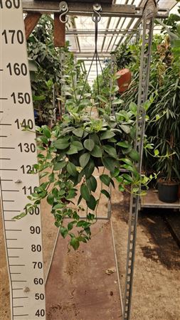 Aeschynanthus Mona Lisa