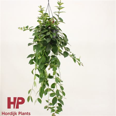 Aeschynanthus Mona Lisa Hanging Pot
