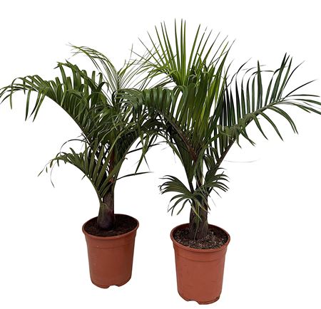 Dypsis Decaryi