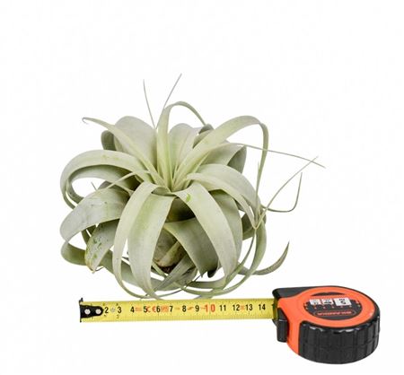 Tillandsia Xerographica X8