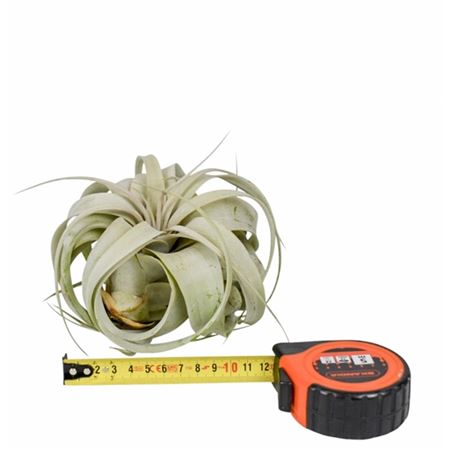 Tillandsia Xerographica X10
