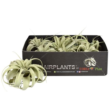 Tillandsia Xerographica Bonsai X8