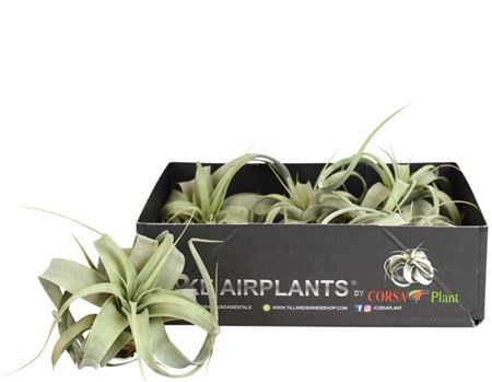 Tillandsia Xerographica Bonsai X5