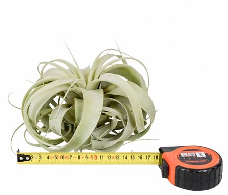 Tillandsia Xerographica X6