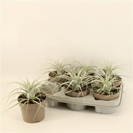 Tillandsia Xerographica