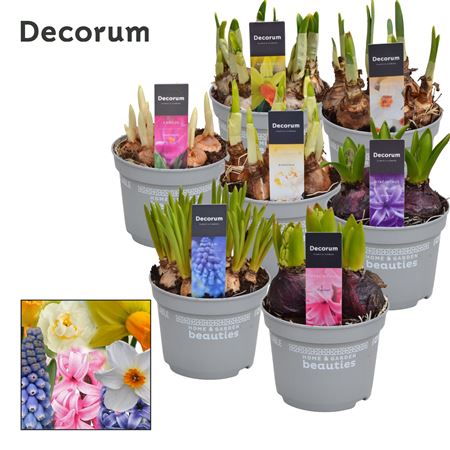 Bulb Mix (decorum)
