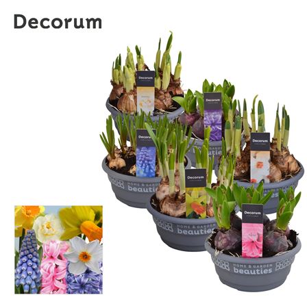 Bulb Mix (decorum)