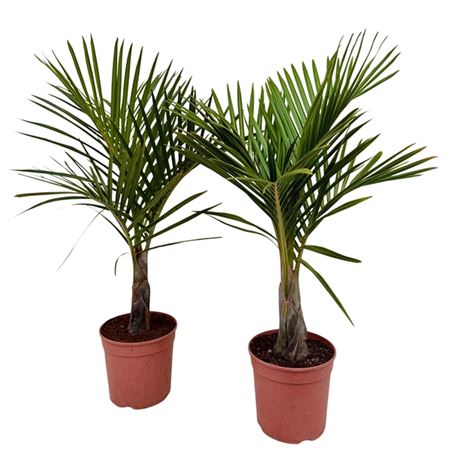 Mascarena Verschaffeltii