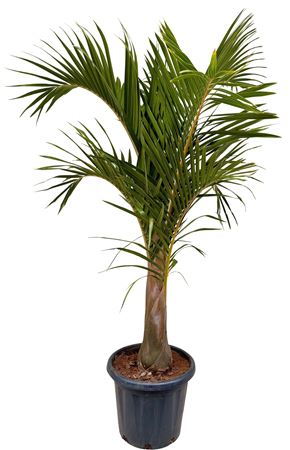 Mascarena Verschaffeltii